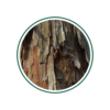cedar atlas brenda Glory day
