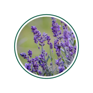 lavanda