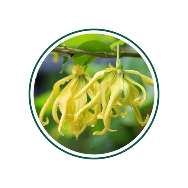 Žuti cvjetovi ylang ylanga s kišnim kapima na zelenoj pozadini, okruženi bijelim krugom.